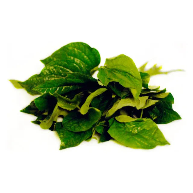 Dark Olive Green Fresh Betel Leaf/Cha Plu Leaf/La Lot