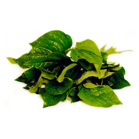 Dark Olive Green Fresh Betel Leaf/Cha Plu Leaf/La Lot
