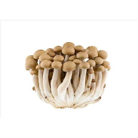 Tan Fresh Brown Shimeji Mushroom