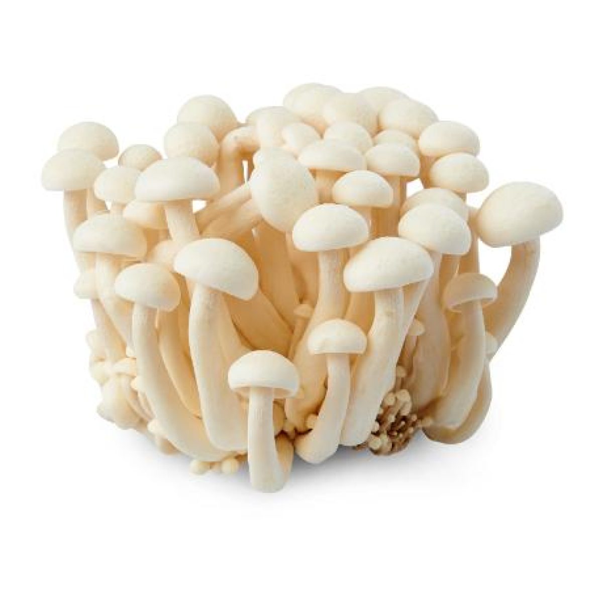 Fresh White Shimeji Mushroom