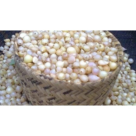 Rosy Brown Fresh Chives Bulbs / Củ Nén/ hành tăm 200g