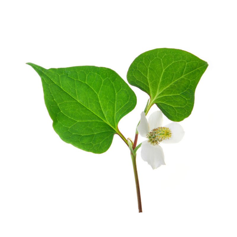 Olive Drab Fish Mint/ Diếp Cá 100g
